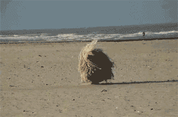 Dog Tumbleweed GIF