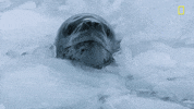 nat geo dunking GIF by National Geographic Channel