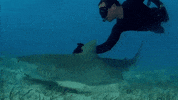 swim swimmer GIF by Shark Week