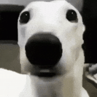 Scared Dog GIF