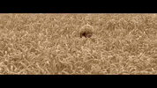 teleraptor hello fields strawberry fields teleraptor GIF