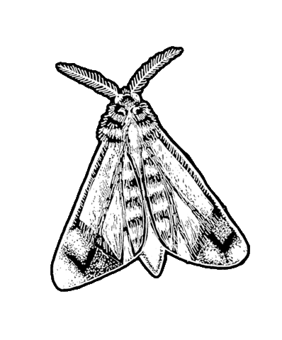 mothicaofficial transparency moth buzzkill mothica Sticker