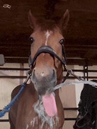 Water Horse GIF by Respective