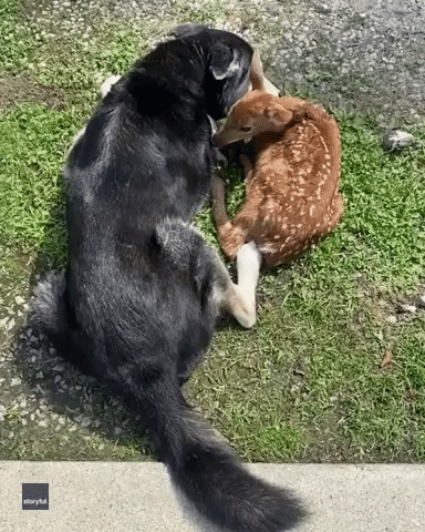 Dog Cuddles Up With Sick Fawn Found Under Owner's Trailer
