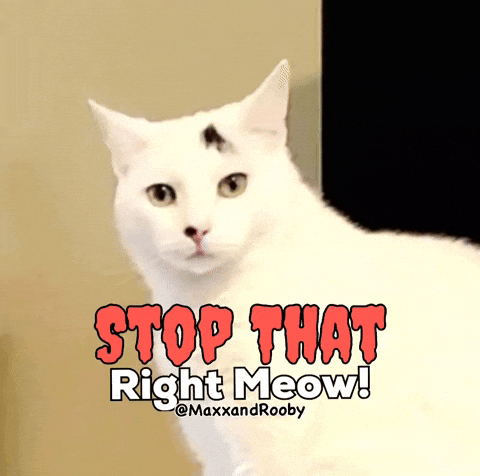 Stop It White Cat GIF