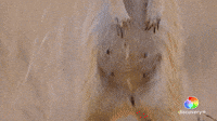 Pregnant Again | Meet The Meerkats