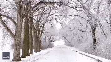 Snow Falls From Frosty Minnesota Trees on Christmas Morning