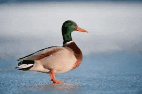Duck Yo GIF