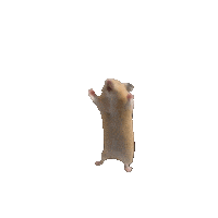 Happy Hamster Sticker by HAMTARINA