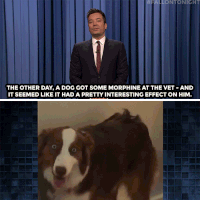 jimmy fallon dog GIF by The Tonight Show Starring Jimmy Fallon