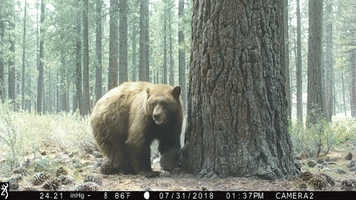 Bear Stops for a Break in Wooded Area Near South Lake Tahoe