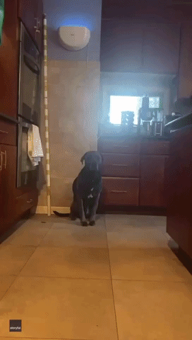 Prank Fail: Dog Picks Up Knife After Owner Pretends to Choke