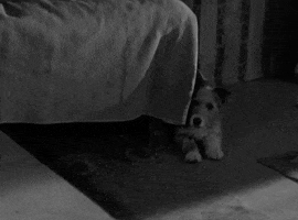 classic film oshaughnessys boy GIF by Warner Archive