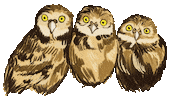 thesleepyspider owls thesleepyspider sleepyspider unsynchronised blinking Sticker