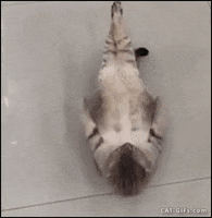 cat cutie GIF