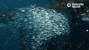 school of fish GIF by Monterey Bay Aquarium