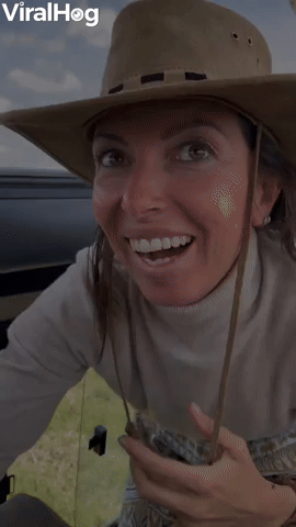 Curious Cheetah Climbs on Safari Car