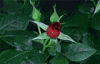 Valentines Day Rose GIF