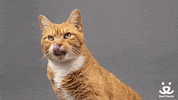 cat yes GIF by Best Friends Animal Society