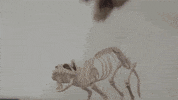 cat skeleton GIF