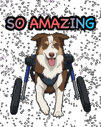 Border Collie Dog Sticker