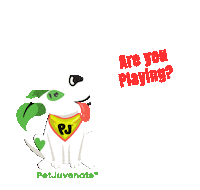 Are You Playing Pj Petjuvenate Sticker by PetJuvenate - PJ