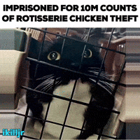 Cat Instagram GIF