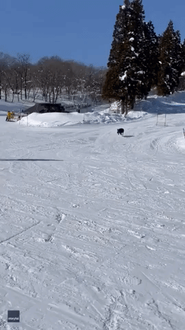 Wild Boar Attacks Unsuspecting Snowboarders at Japanese Resort