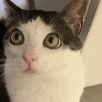 Cat Luna GIF
