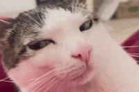 monkeycatluna crunchycatluna crunchycat luna judgy cats cat GIF