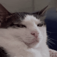monkeycatluna crunchycat crunchycatluna luna judgy cat GIF
