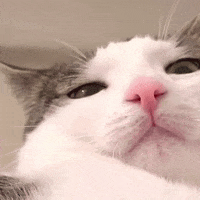monkeycatluna crunchycat crunchycatluna luna judgy cat GIF