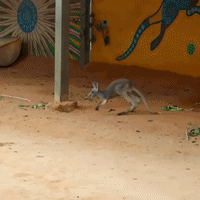 Joey at Texas Zoo Gives Pal a Proper Jump Scare