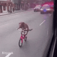 Dog Run GIF