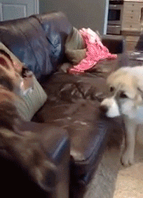 [Image: giphy.gif]