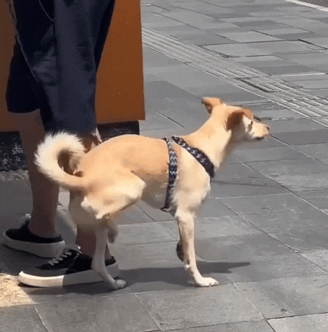 cuteanimalland giphyupload GIF