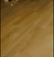 cat laser GIF