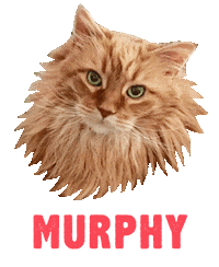Cat Ginger Sticker