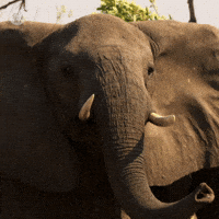 Pbs Nature Africa GIF by Nature on PBS