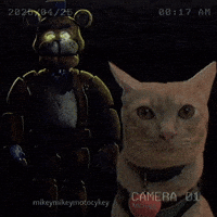 Funny Cat GIF