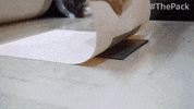 The Pack Dogs GIF by Amazon Prime Video