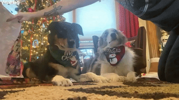 How to Wrap a Border Collie for Christmas