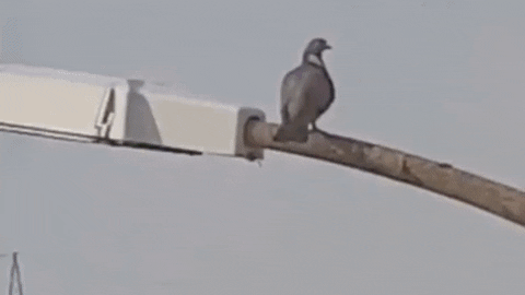 OBERGIFFER33 giphygifmaker biden pigeon poop putin trump GIF