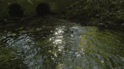 water sun GIF by Living Stills