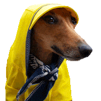 Fashion Rain Sticker by Iggy Joey