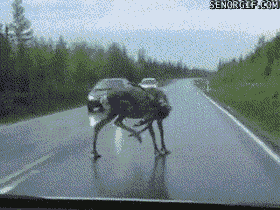 driving best of week GIF by Cheezburger