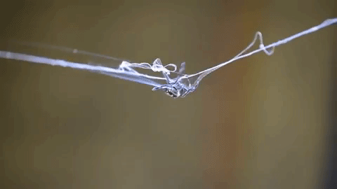 web spider GIF