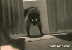 steal racoon GIF