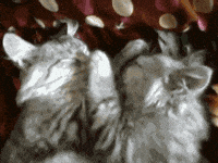 mood GIF