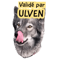 Pawsitivepetambassadeur Sticker by Pawsitive pet